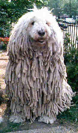 Noodlehead: aka Elusca the Wonderdog. Elusca is a Hungarian Komondor. Her fur grows like that naturally; she is supposed to look like this (except that I've trimmed her face so that you can seeher beautiful eyes!
